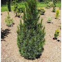 Pušis kedrinė (Pinus cembra) 'Fastigiata'